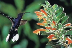 Контрабандист пытался пронести в трусах 66 птиц