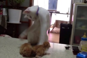 Шаолинь кот учит котят боевым искусствам
