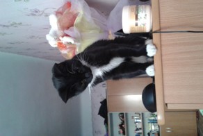 Кошка приносит мягкую игрушечную мышку,как собака палку