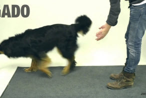 Реакции разных собак на ловкость рук одного человека))