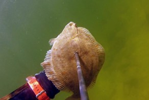 Подводная охота на камбалу