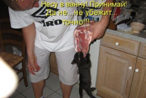 Лучшие котоматрицы недели