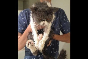 Отличительные черты кошек и собак в гифках и снимках