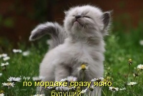 котоматрицы