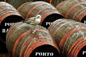 Самые жуткие блюда