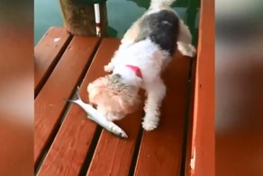 Подборка абсурдного юмора и приколов