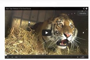 Амурских тигров отпускают на волю