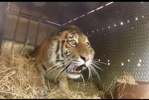 Амурских тигров отпускают на волю