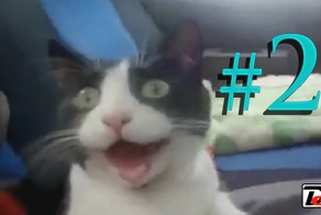 Подборка приколов #2 | Compilation of jokes #2