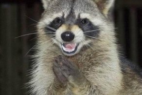 Пришел, увидел и ........ пожрал