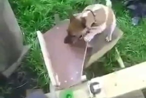 Собака инженера [ Мужик запилил игрушку для своего питомца ]