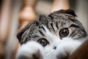 Вечная тема рунета))