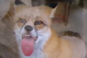 Абсурдные и редкие кадры