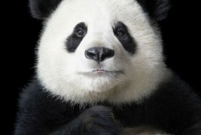 Звериные лица