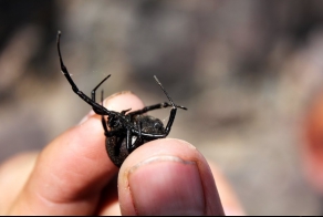 Осторожно пауки и скорпионы!