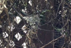 Неожиданные соседи