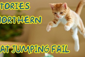 Не удачные прыжки котов