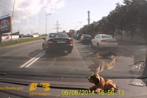 Блатные номера vs мотоциклист. Ибо нефиг...