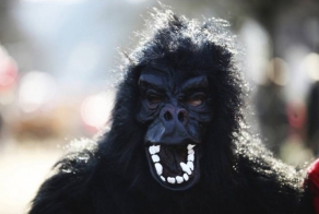 Ветеринар подстрелил переодетого гориллой сотрудника зоопарка