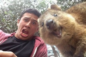 Квокка - позитивный зверёк