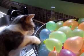 Коты с шариками