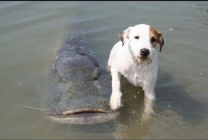 СОБАК-СУПЕРРЫБАК.