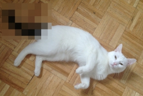 Симпатичная кошка, потрясающие глаза и хороший...