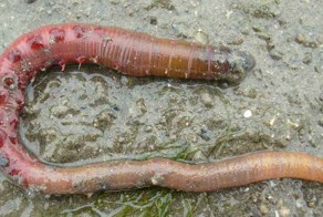 Бретонский червяк оказался универсальным переносчиком кислорода