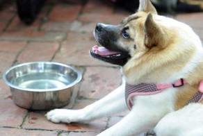 Собака по кличке Хрюшка без шеи 