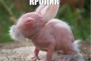 Как выглядят животные, потерявшие свой мех
