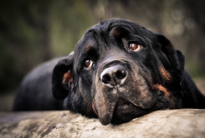 Погоня за каким "шариком"