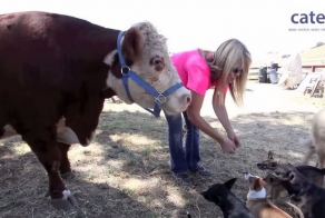 Корова думает, что она собака