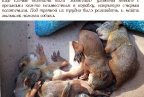 Спасение выброшенных бельчат