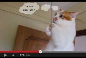 Цирковой трюк кота