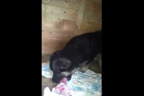 Котёнок и щенок не могут поделить косточку
