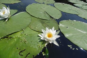 Северский Донец