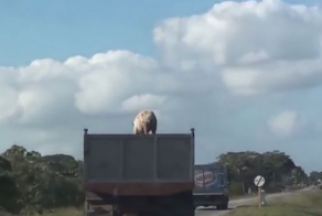 Поросёнок Пётр — начало 