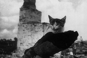 КОТ-ЗЕНИТЧИК