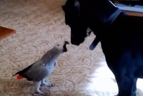 Как уживаются собака и попугай!