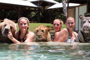 Лев, тигр и медведь гризли плавают вместе