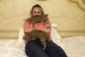 В Астане родились котята Африканского Сервала