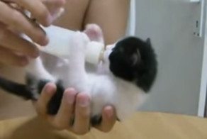Кормление котят из бутылочек.