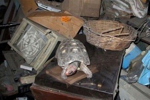 Черепаха 30 лет жила без еды в чулане