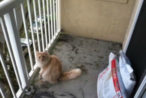 Озеленение балкона