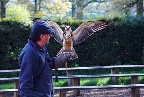 Соколиная ферма