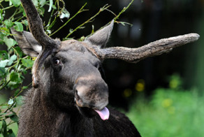Лось рождённый в рубашке
