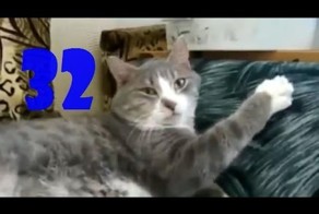 Смешные кошки
