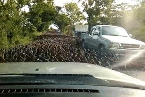 ...365, 366, 367..., опять сбился!!!