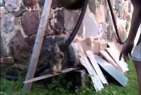 Баскетбол и котенок