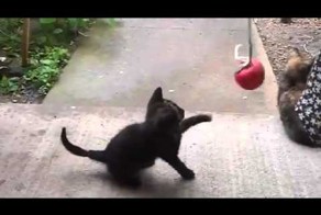 Котята и яблоко!